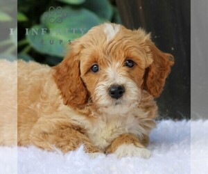 Goldendoodle (Miniature) Puppy for sale in LEOLA, PA, USA