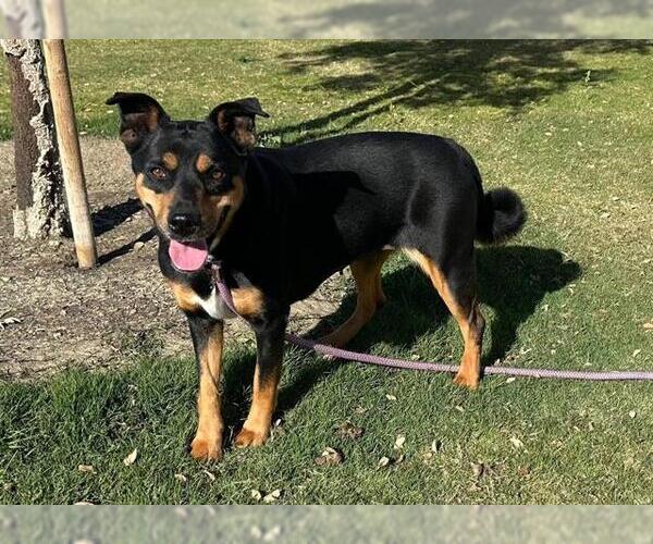 Medium Photo #2 Australian Kelpie-Unknown Mix Puppy For Sale in Redlands, CA, USA