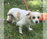Small #2 Chihuahua