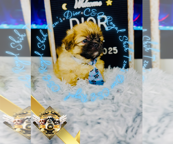 Medium Photo #5 Shih Tzu Puppy For Sale in ATHENS, GA, USA