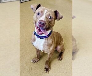 American Pit Bull Terrier Dogs for adoption in Derwood, MD, USA