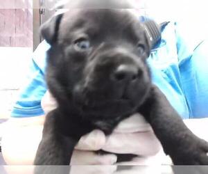 Mutt Dogs for adoption in Tulsa, OK, USA