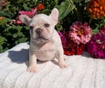 Small #3 French Bulldog