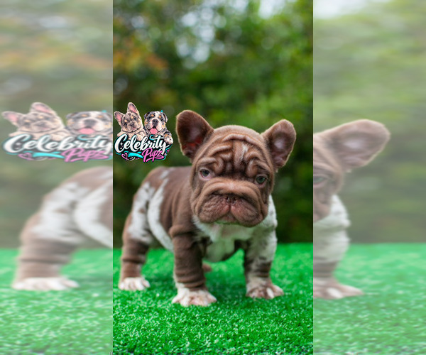 Medium Photo #7 French Bulldog Puppy For Sale in HOUSTON, TX, USA