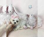 Cute maltese - Female Maltese Puppy for Sale - Photo #14