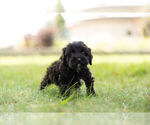 Small Photo #5 Schnoodle (Miniature) Puppy For Sale in WARSAW, IN, USA