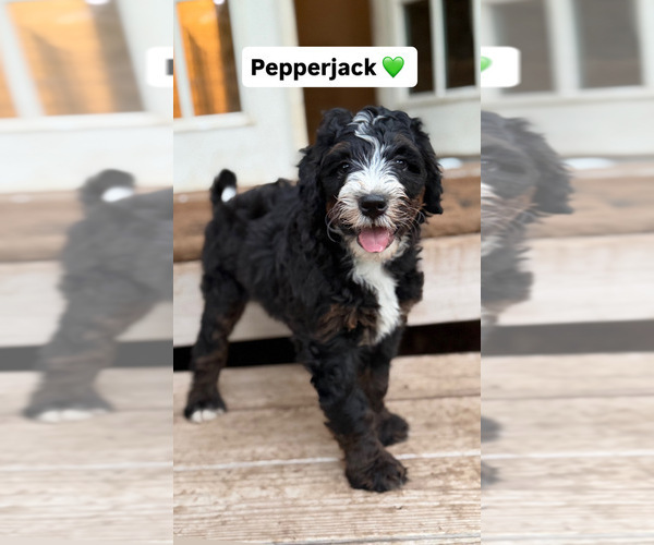 Medium Photo #3 Bernedoodle (Miniature) Puppy For Sale in ARLINGTON, TX, USA