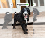 Small #2 Bernedoodle (Miniature)
