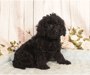 Cavapoo Puppy for sale in PENNS CREEK, PA, USA