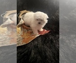 Small Photo #7 Maltese Puppy For Sale in CROSSVILLE, TN, USA