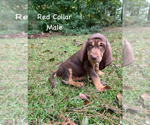 Bloodhound Puppy for Sale in WARRIOR, Alabama USA