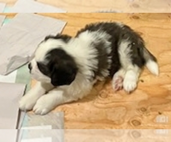 Medium Photo #1 Saint Bernard Puppy For Sale in COLORADO SPRINGS, CO, USA