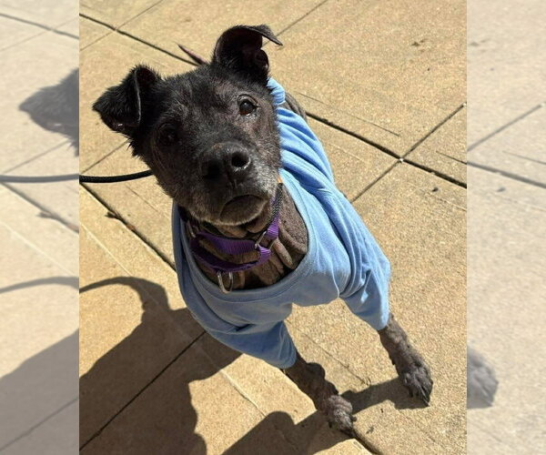 Medium Photo #1 Labrador Retriever Puppy For Sale in New York, NY, USA