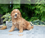 Small Photo #13 Cavapoo Puppy For Sale in KIRKWOOD, PA, USA