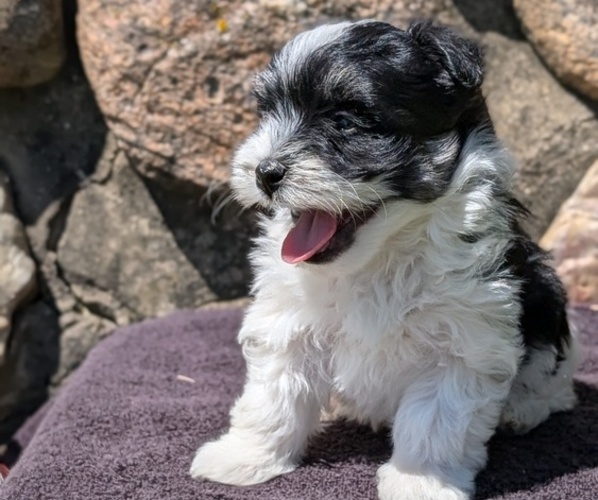 Medium Photo #44 Havanese Puppy For Sale in GOSHEN, IN, USA