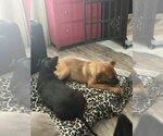 Small #1 Mutt