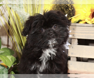 Shiranian Puppy for sale in MOUNT VERNON, OH, USA