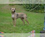 Small #3 American Pit Bull Terrier-Catahoula Leopard Dog Mix