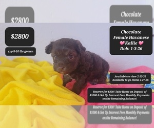 Havanese Puppy for sale in TUCSON, AZ, USA