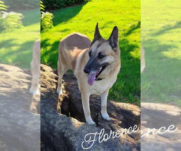 Medium Photo #6 German Shepherd Dog Puppy For Sale in LOGANVILLE, GA, USA