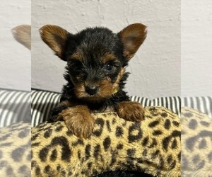 Yorkshire Terrier Puppy for sale in INDIANAPOLIS, IN, USA
