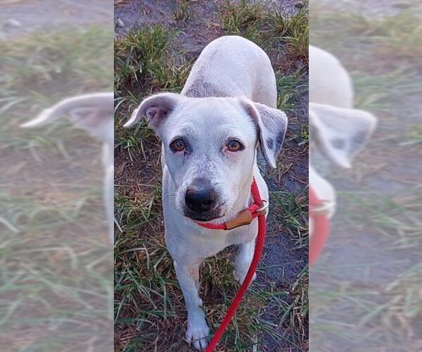 Medium Photo #1 Pointer Puppy For Sale in Fort Lauderdale, FL, USA