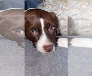 Mutt Dogs for adoption in Germantown, OH, USA