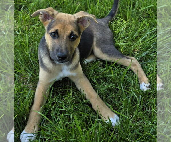 Medium Photo #8 Mutt Puppy For Sale in Fargo, ND, USA
