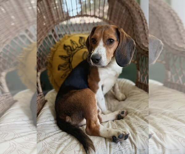 Medium Photo #3 Beagle Puppy For Sale in Dunnellon, FL, USA