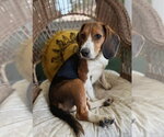 Small #2 Beagle