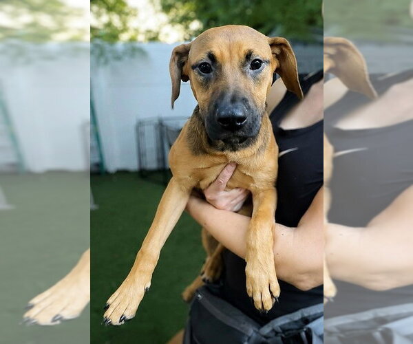 Medium Photo #1 Dachsador Puppy For Sale in Pompano Beach , FL, USA