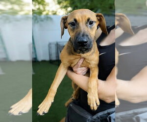 Dachsador Dogs for adoption in Pompano Beach , FL, USA