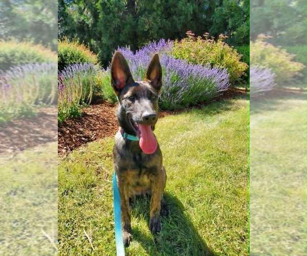 Medium Photo #10 Holland Shepherd Puppy For Sale in Imlay City, MI, USA