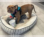Small #1 Bulldog