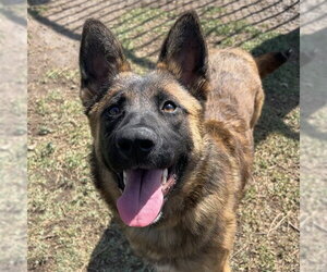 Mutt Dogs for adoption in Riverside, CA, USA