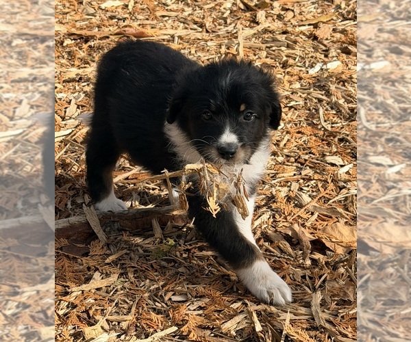 Medium Photo #6 F2 Aussiedoodle Puppy For Sale in ONAWAY, MI, USA