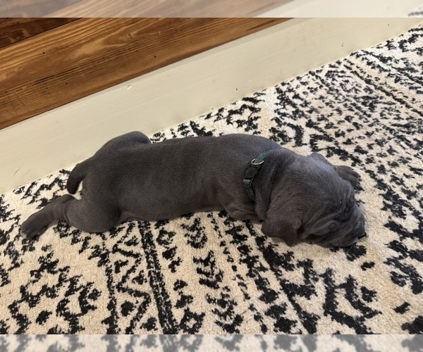 Medium Photo #57 Cane Corso Puppy For Sale in BARBOURSVILLE, VA, USA