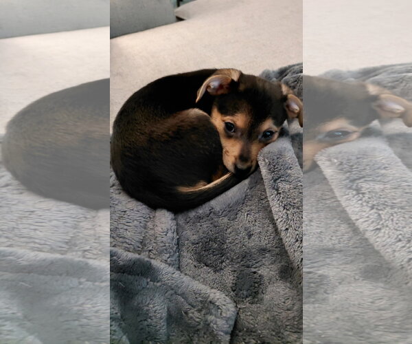 Medium Photo #1 Australian Shepherd-Chihuahua Mix Puppy For Sale in Fort Wayne, IN, USA