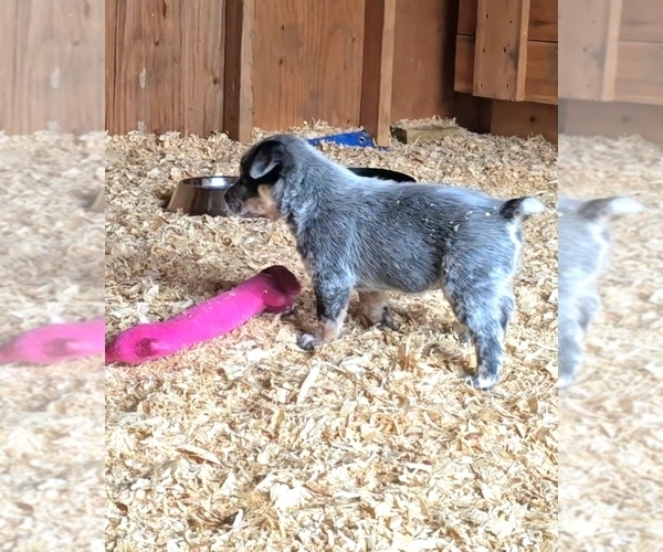 Medium Photo #3 Australian Cattle Dog Puppy For Sale in CURRAN, MI, USA