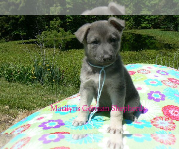 Medium Photo #2 German Shepherd Dog Puppy For Sale in PIEDMONT, MO, USA