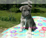 Small #1 German Shepherd Dog