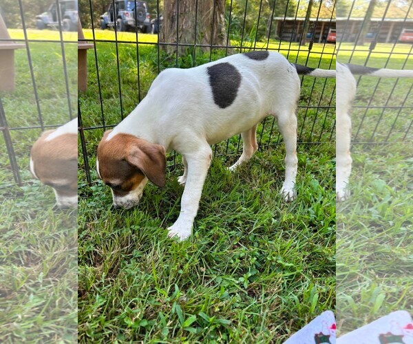 Medium Photo #2 Boxador Puppy For Sale in Southbury, CT, USA