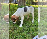 Small Photo #2 Boxador Puppy For Sale in Southbury, CT, USA