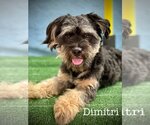 Small Photo #1 Havanese-Unknown Mix Puppy For Sale in Arcadia, FL, USA