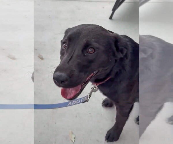 Medium Photo #2 Labrador Retriever-Unknown Mix Puppy For Sale in San Diego, CA, USA
