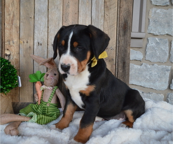 Medium Photo #2 Greater Swiss Mountain Dog Puppy For Sale in HONEY BROOK, PA, USA