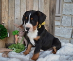 Small Photo #2 Greater Swiss Mountain Dog Puppy For Sale in HONEY BROOK, PA, USA