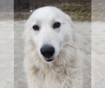 Small Great Pyrenees