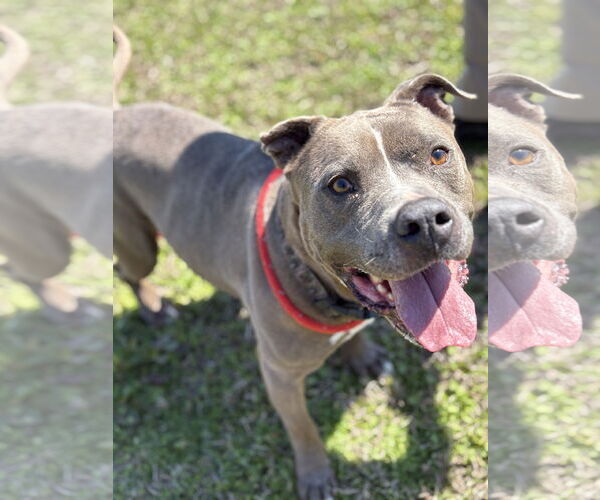 Medium Photo #2 American Pit Bull Terrier-Unknown Mix Puppy For Sale in Virginia Beach, VA, USA