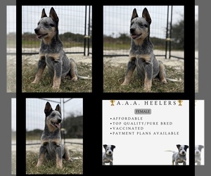 Australian Cattle Dog Puppy for sale in ZOLFO SPRINGS, FL, USA